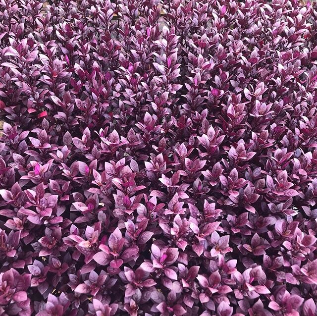 40% OFF Little Ruby
Come in today and add some colour to soften hard edges or mass plant a high impact ground cover / low shrub. Perfect way to brighten up a coastal, sun &amp; drought hardy position with poor, well drained soil. Still loves compost/