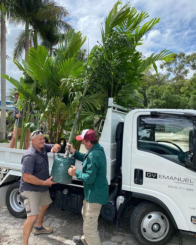 Great to do business for
GV Emanuel Constructions for over 30 years. Another great project in Sunshine Beach. 
Those healthy &amp; luscious palms include Solitaire, Foxtail &amp; Ivory Cane.

Wodyetia bifurcata
Ptychosperma elegans (Australian Native