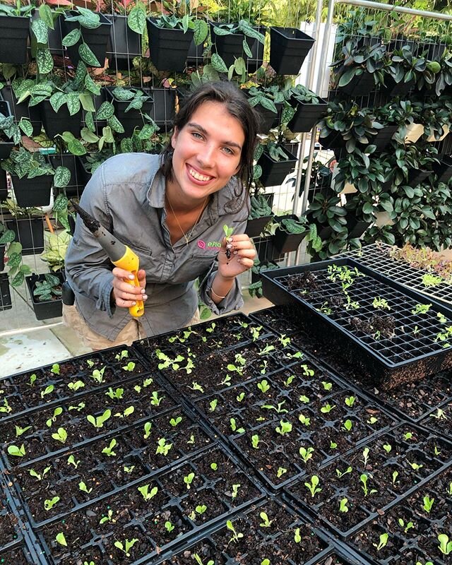 Darling Siena raising lettuce varieties for the veggie garden. They will be available soon. 
Nutrition matters &amp; with locally sourced nutri-tech solutions fertiliser range these babies will have resilient immune systems.

Remember compost is the 