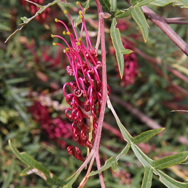 Highly sought after Grevillea Ground Covers are a favorite in native plantings with their ability to cope with difficult sites. Revegetate poor &amp; exposed soil with a highly ornamental &amp; weed suppressing purpose. Very low Maintainence!

Bronze