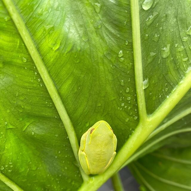 Gorgeous frog loving the giant elephant ear leaf (alocasia macrorrhiza)