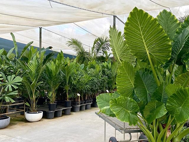 Nursery is looking amazing, stocked up &amp; ready to walk out. In times when good stock is hard to find you can look no where else. Worth a visit to see rare, collectors you can not find! Have a go of these dioon cycads that are a decade old &amp; l