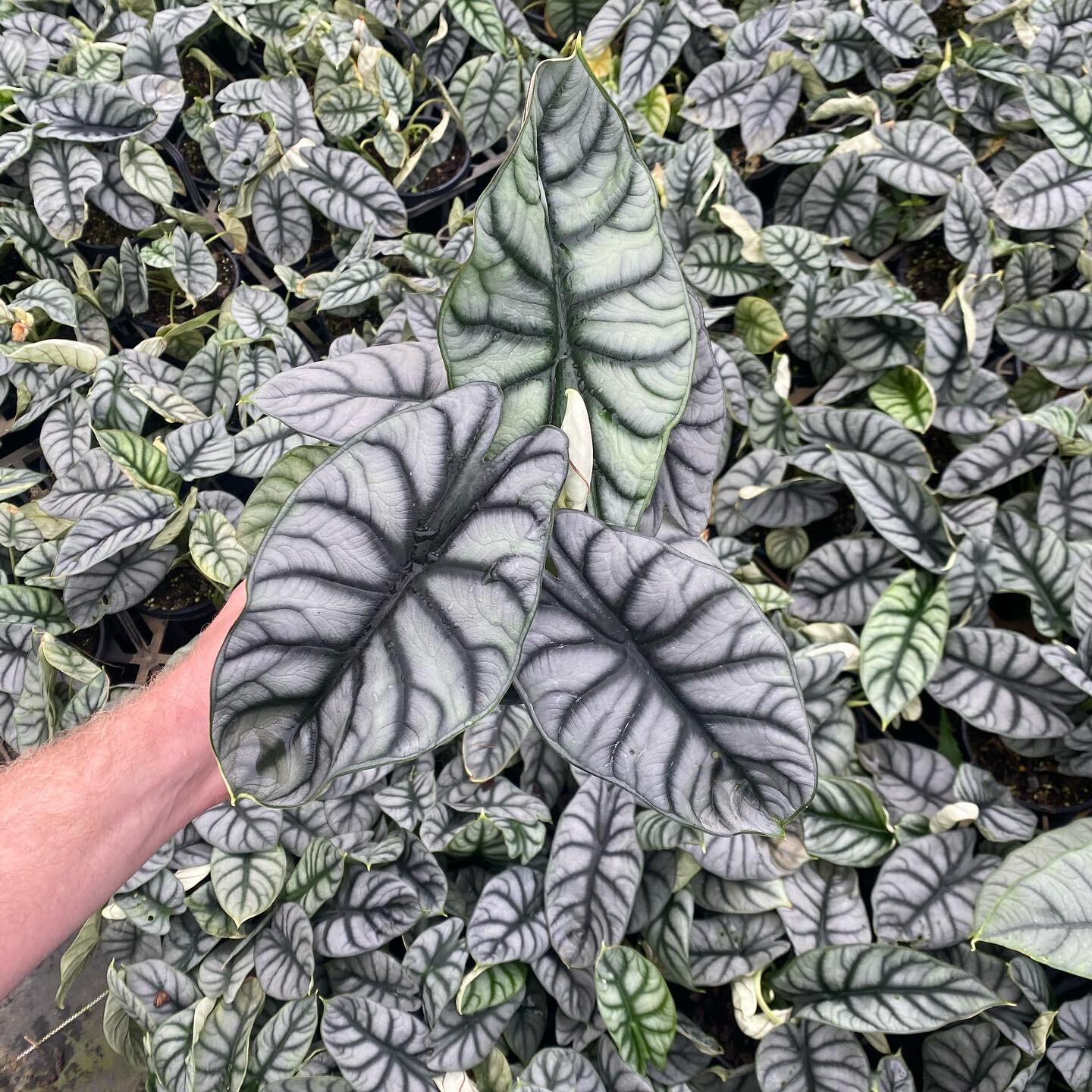 Alocasia Silver Dragon 
Such a phenomenal plant! A jewel elephant ear growing only 30cm tall. Its an awesome plant for a boy cause its leaves resemble dragon scales 🐉 and its such an awesome silvery blue colour. Its species name &lsquo;baginda&rsquo