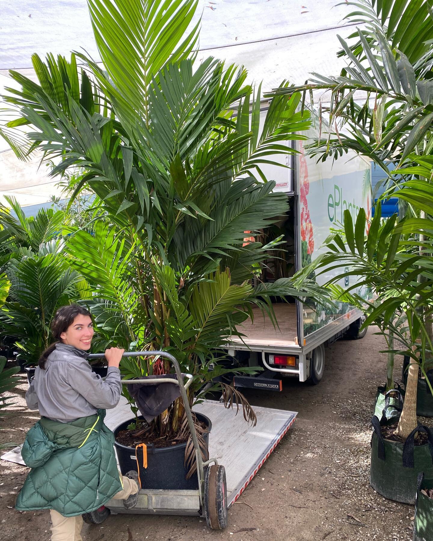 We are closed for Nambour Show Public Holiday tomorrow. We love seeing our gorgeous quality stock heading out on its way to your gardens. Visit us Saturday and enjoy the cool weather perfect for working outside in the sunshine ☀️