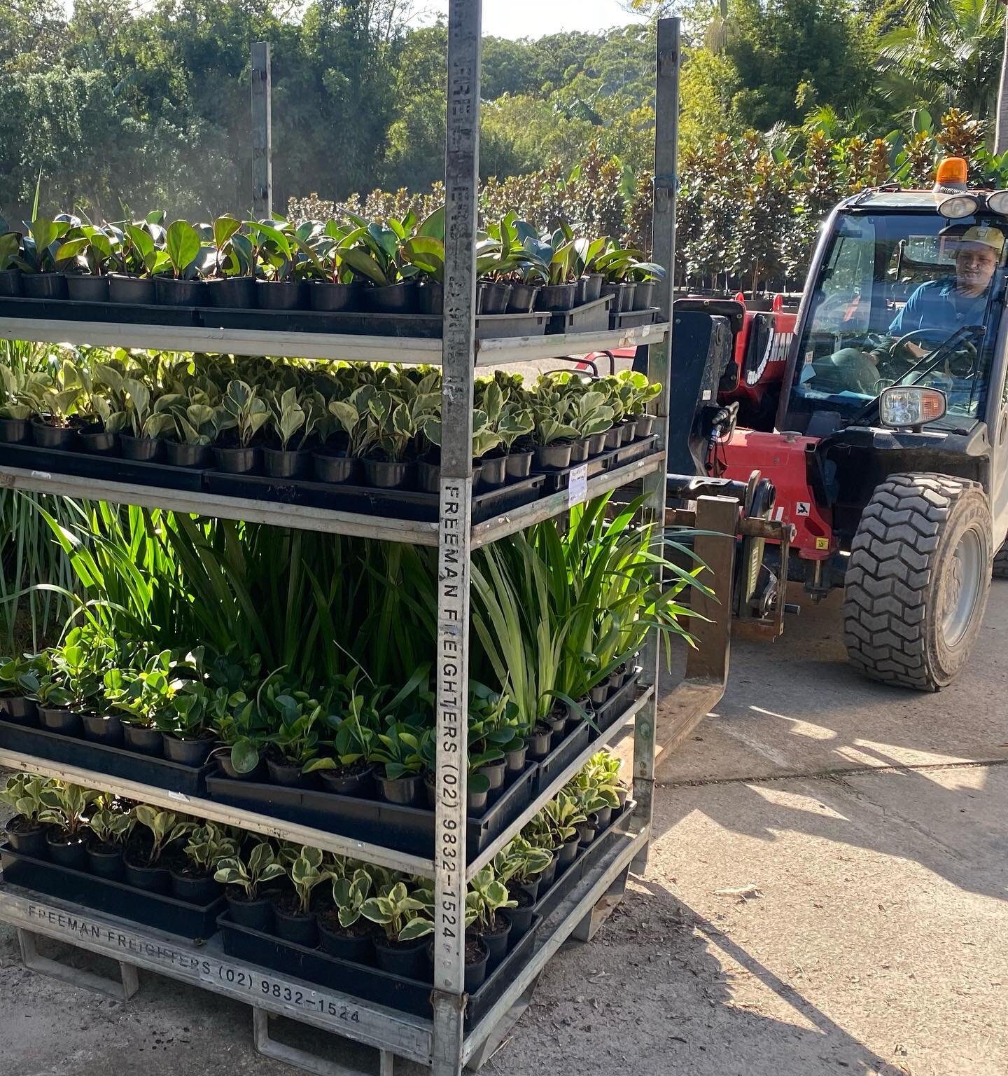 It&rsquo;s very gratifying to supply plants to green urban spaces. Another contract grow for vertical gardens off to Sydney and Brisbane. Mass plantings like this are neat and aesthetically pleasing. Using the toughest plants for a full sun wall, pep