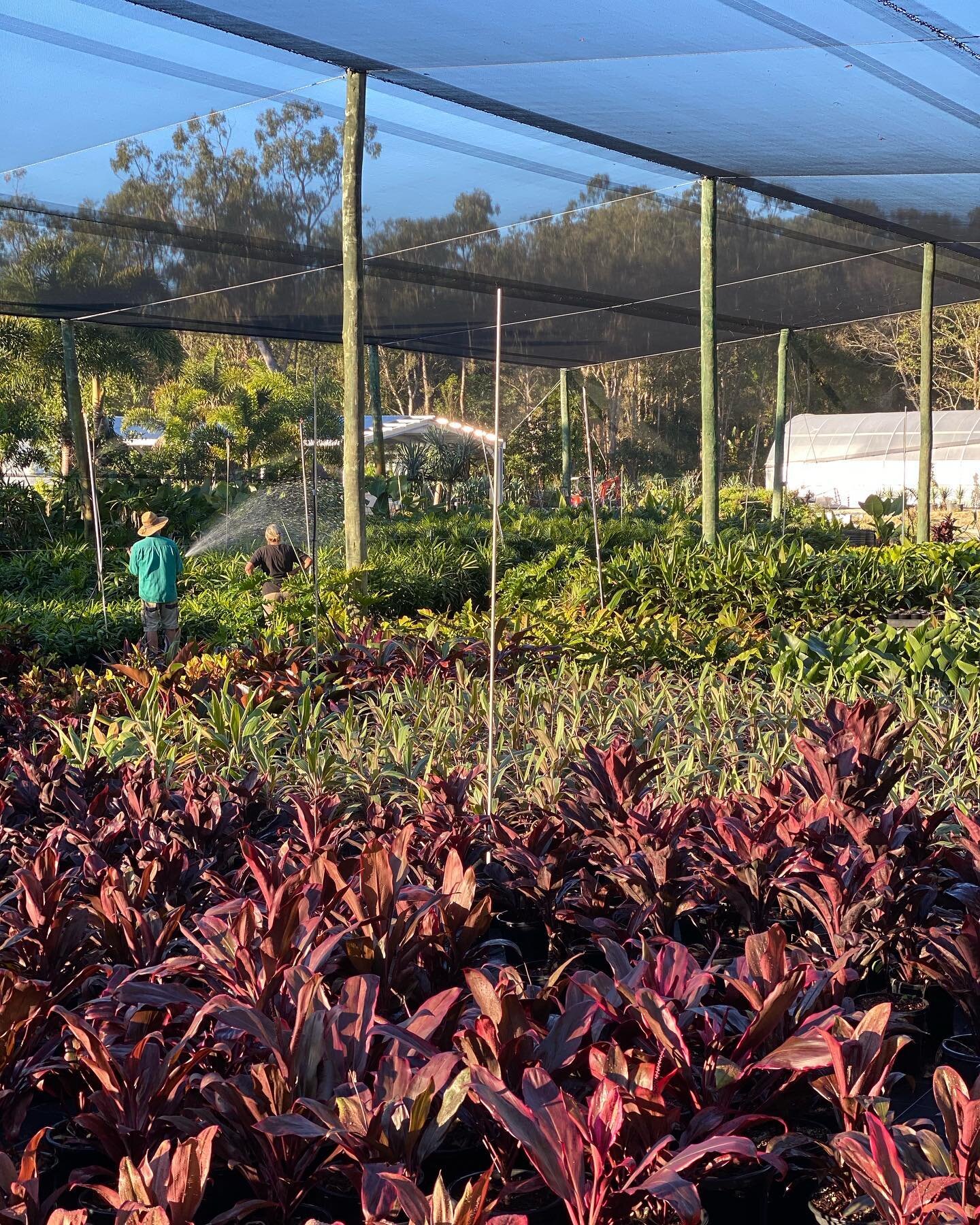 Great to have some beautiful weather! Here&rsquo;s a few shots in our shade house growing areas looking full &amp; lush in mass getting ready to fly out in the busy spring period.