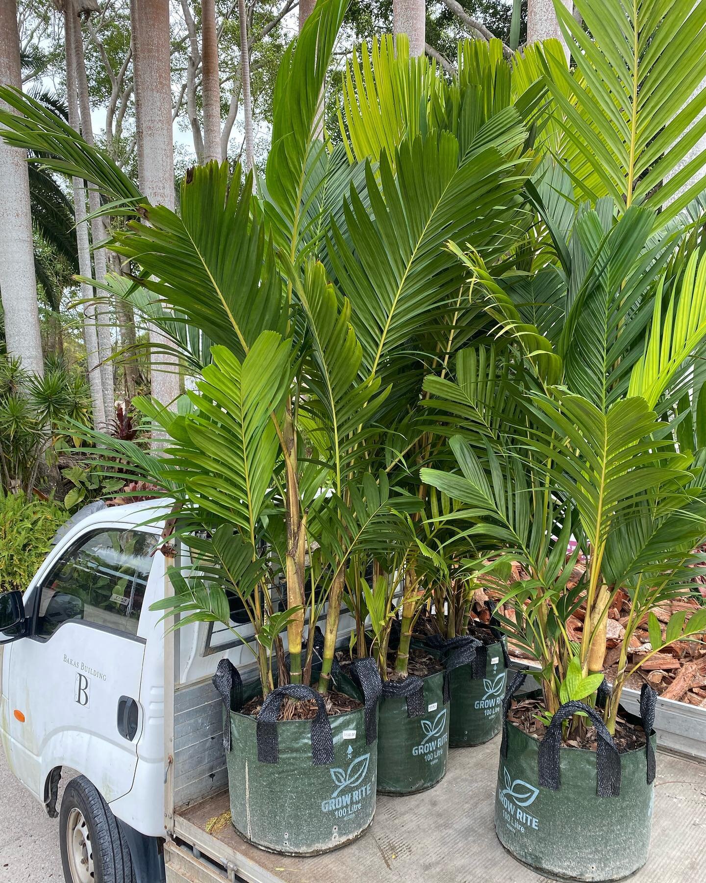 100lt Ivory Cane Palm (Pinanga coronata) also available in 300 &amp; 500mm. Striking clumping palm with elegant upright cream-coloured trunks. Perfect for mass planting to provide privacy screening or can be a stand alone specimen. Great alternative 