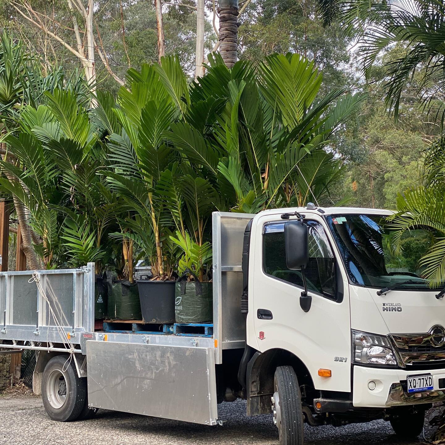 The new truck feels were worth the wait! So are these Ivory Cane Palms in 100lt we have put years into growing for instant high-end screening.

'Pinanga Coronta' ~ Striking clumping palm with elegant upright cream-coloured trunks. Perfect for mass pl