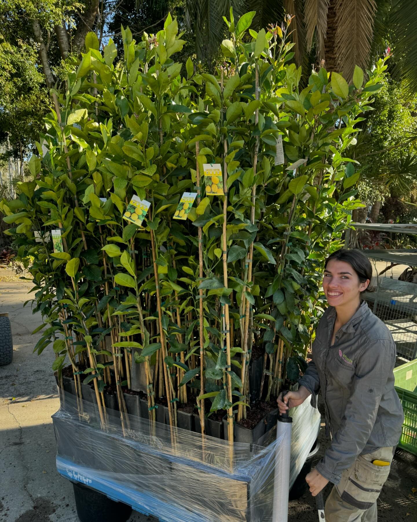 🍋 Citrus Tree orders are looking fantastic! 🍊 It's time to stock up for the busy Spring rush. If you would like to make a wholesale enquiry please email or call us from our bio. We have some great SPECIALS and receive our list with competitive pric