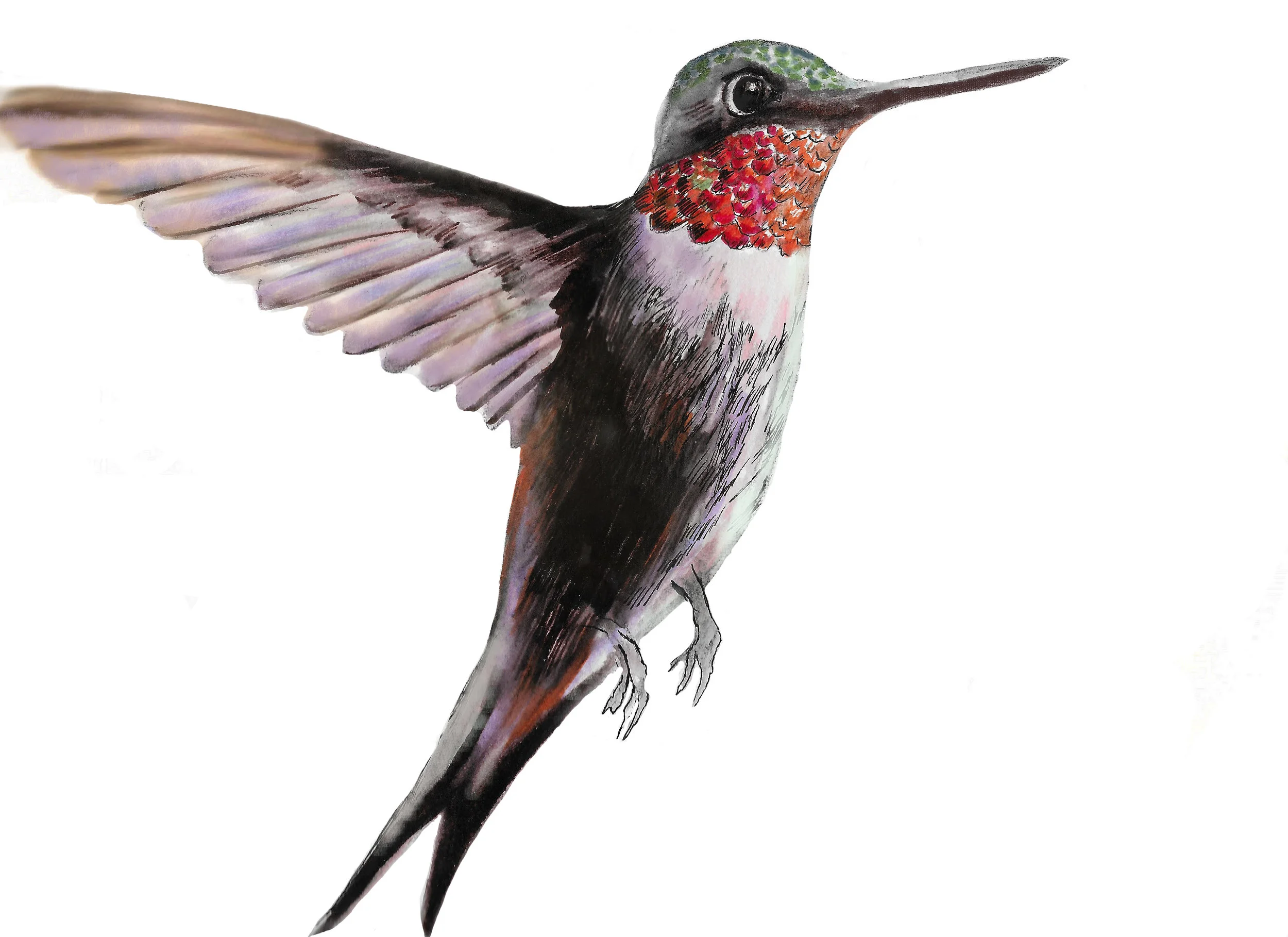 Finished hummingbird drawing scanned and colour corrected. This was then printed on regular paper using a home laser printer.