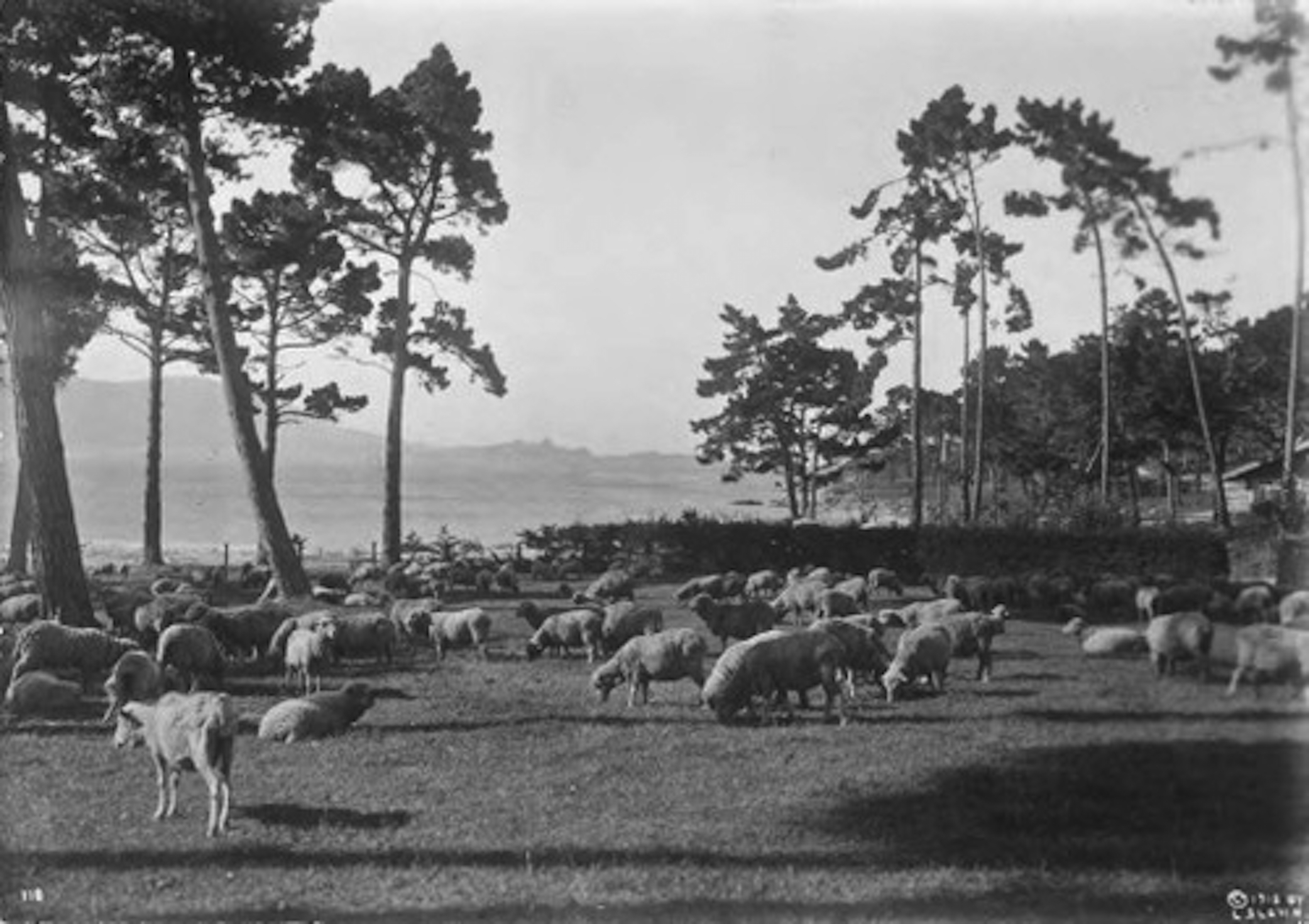 Morse's plan to sell houses on Pebble Beach Golf Links counted on an ovine grounds crew.