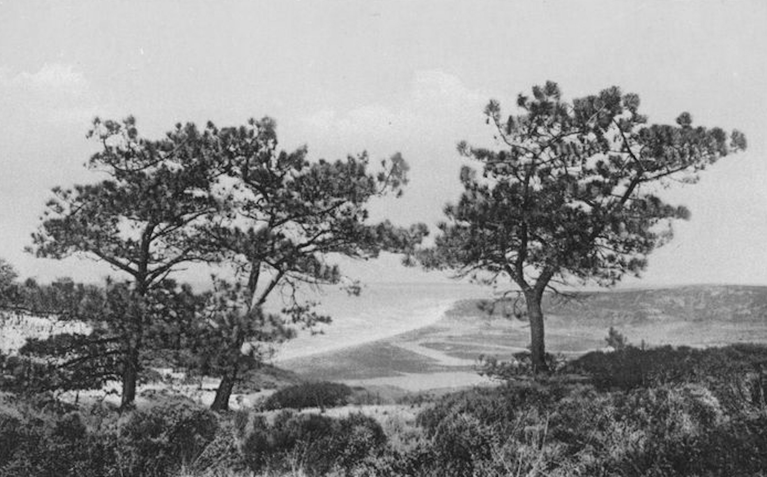 La Jolla is the only place on mainland America where the Torrey Pine grows.