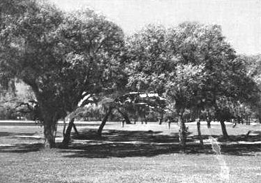 It was the oaks at Rolling Hills that made it Bushwood Country Club.
