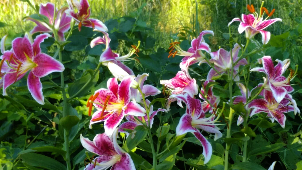 stargazers2.jpg