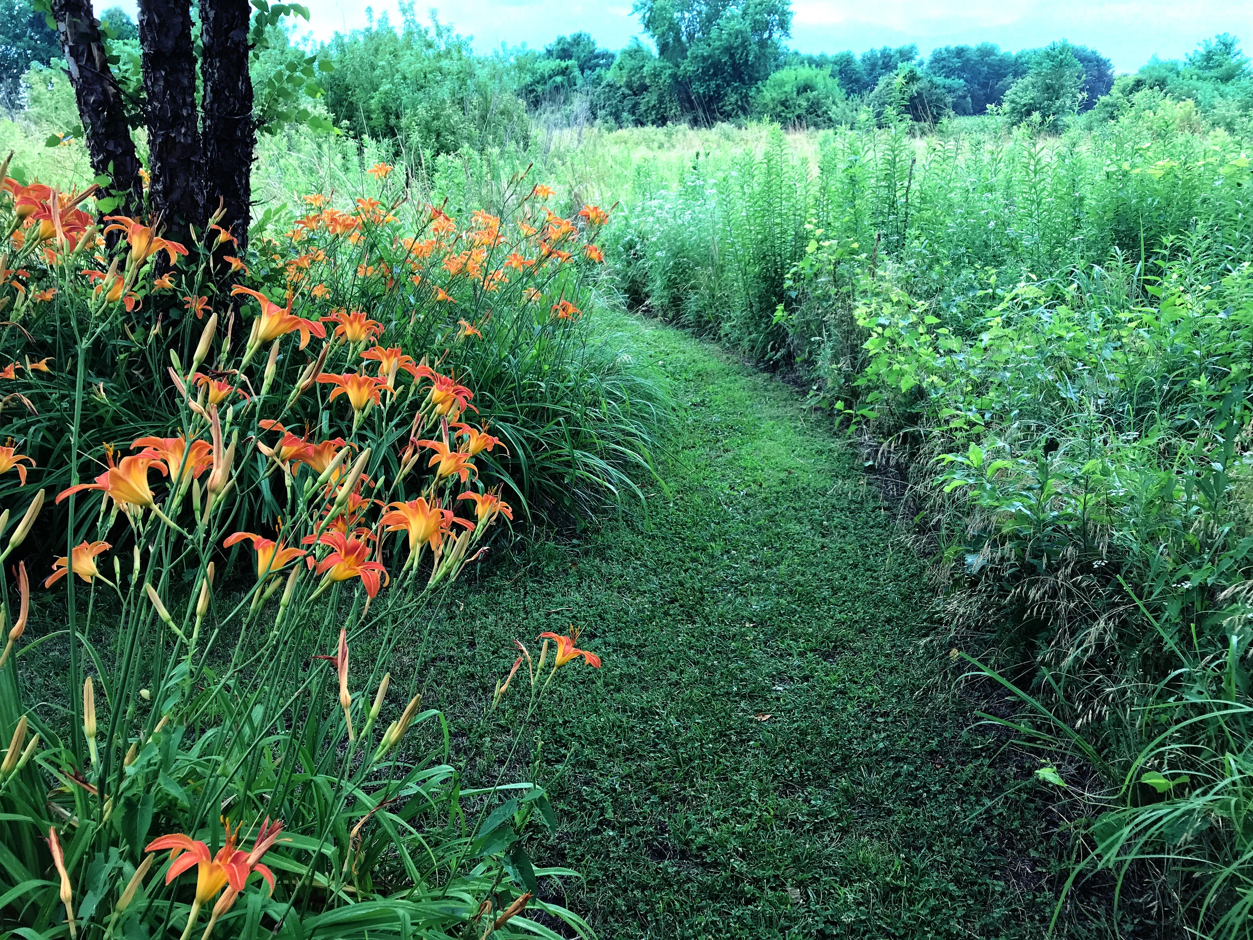 laby_path_entrance_lilies.jpg