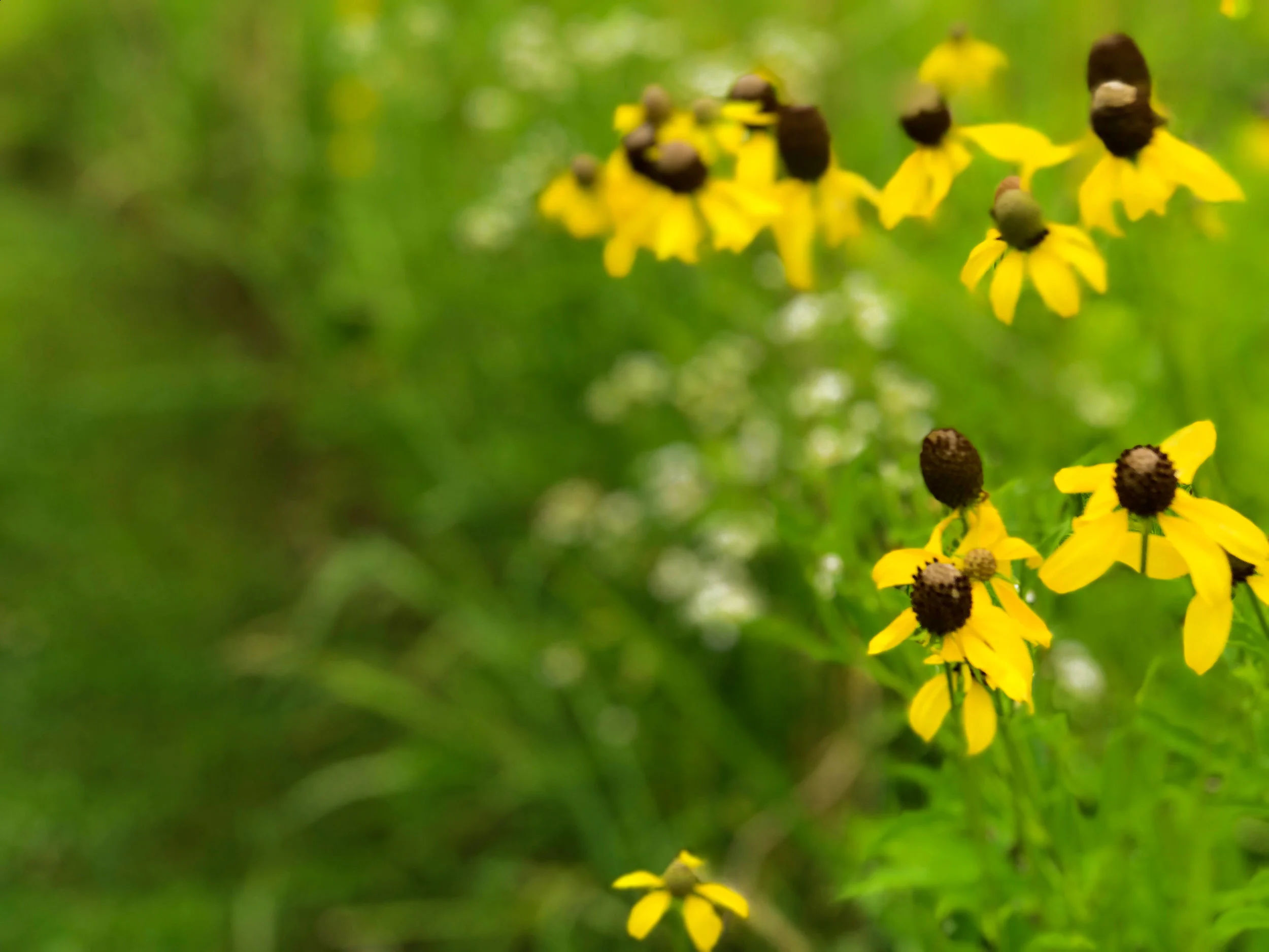 yellow_cone_flowers.jpg