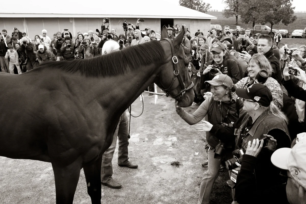 American Pharoah meets the crowd, Keeneland 2015