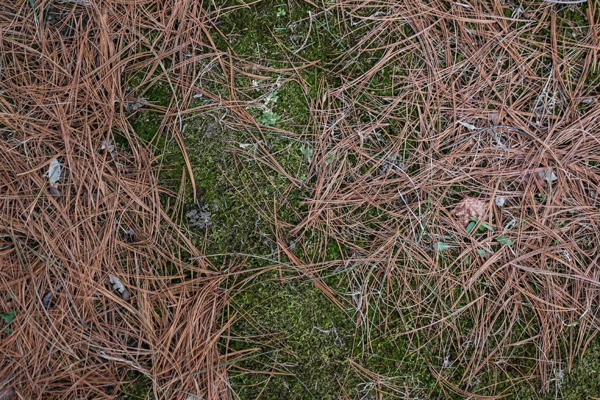 _V2A7520.jpg