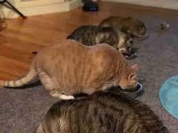 The perma-bulk of Bronson the Cat