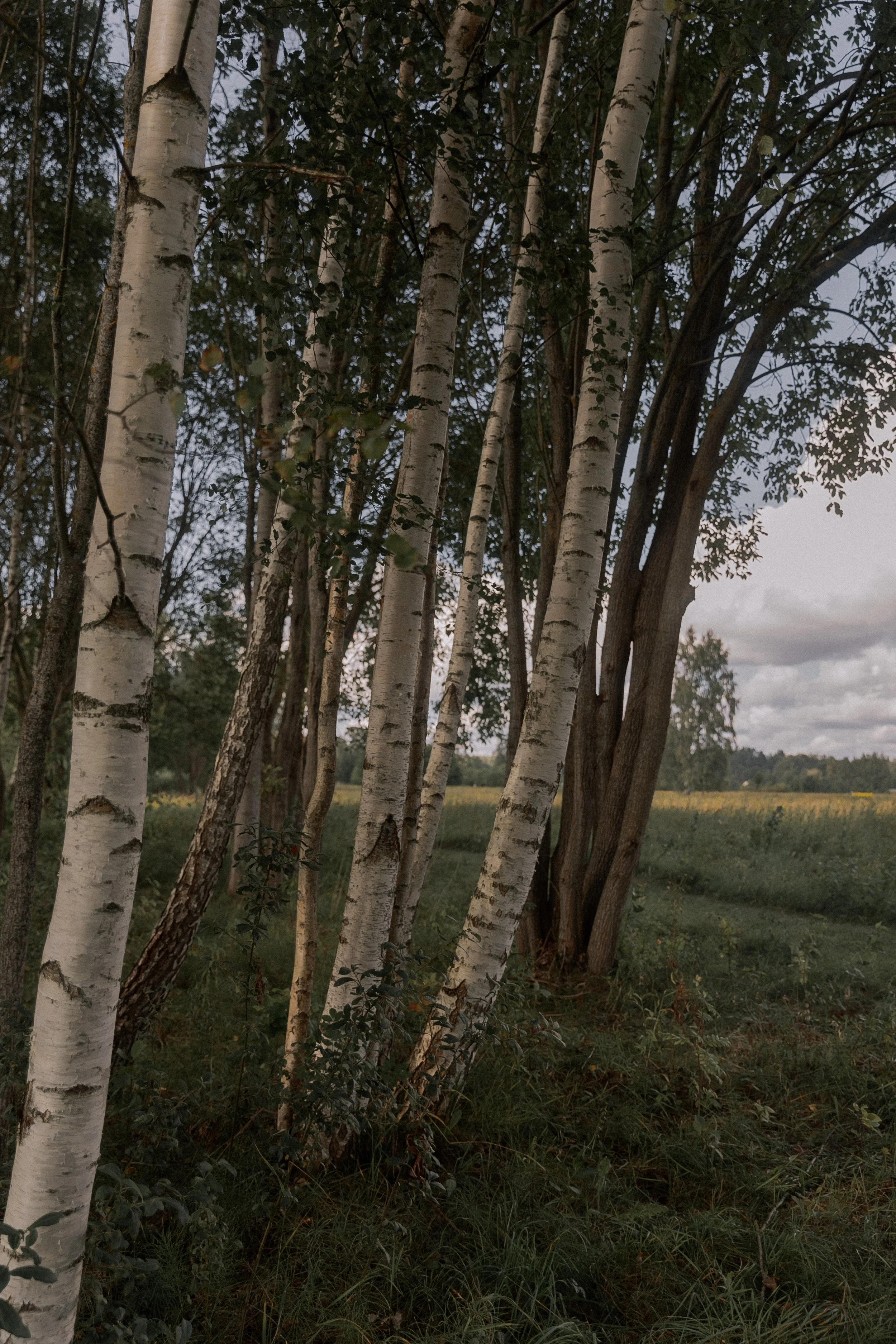 Find a Provider — Birch Psychology