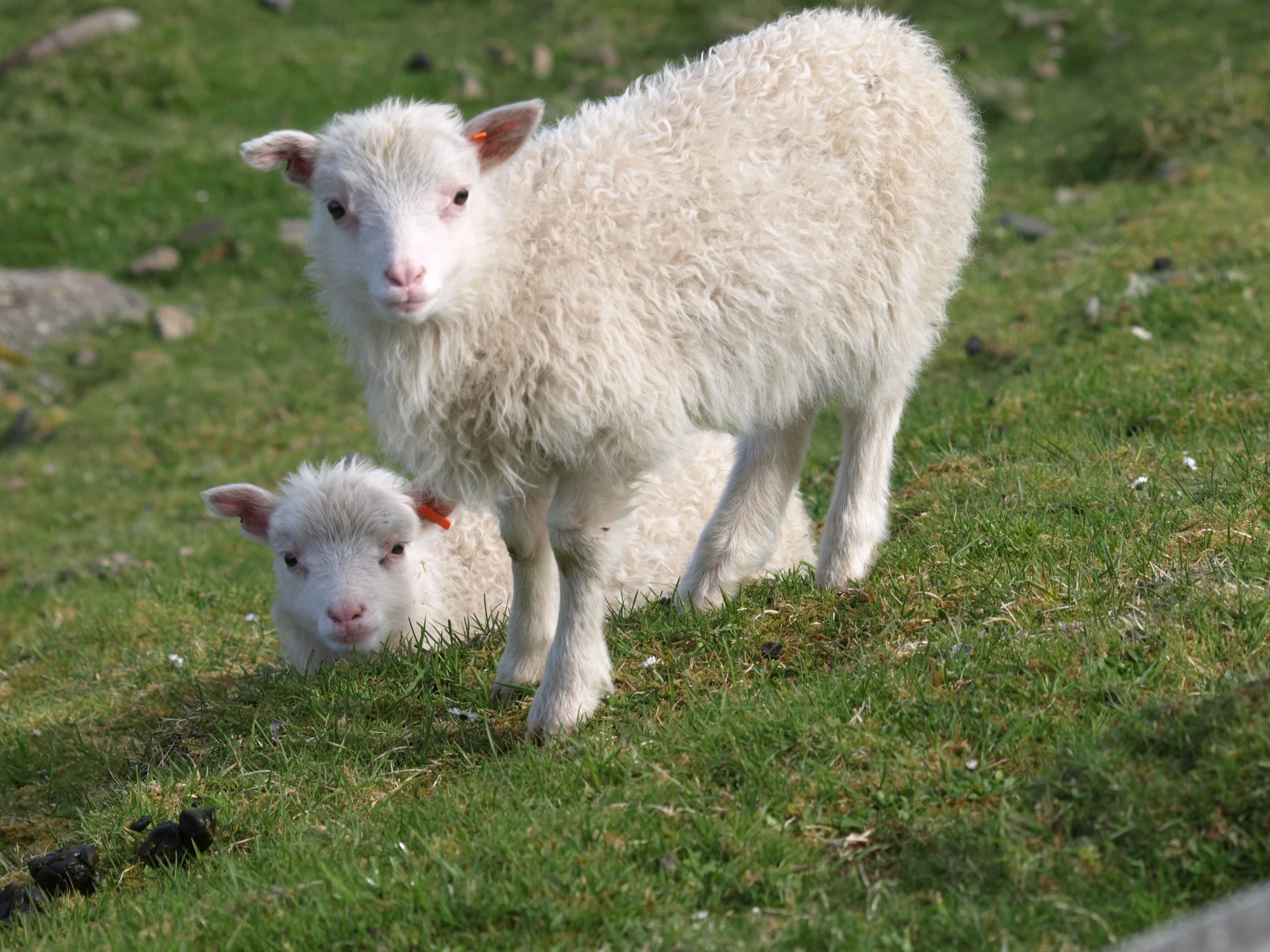 Einasta gongustjørna við lívi