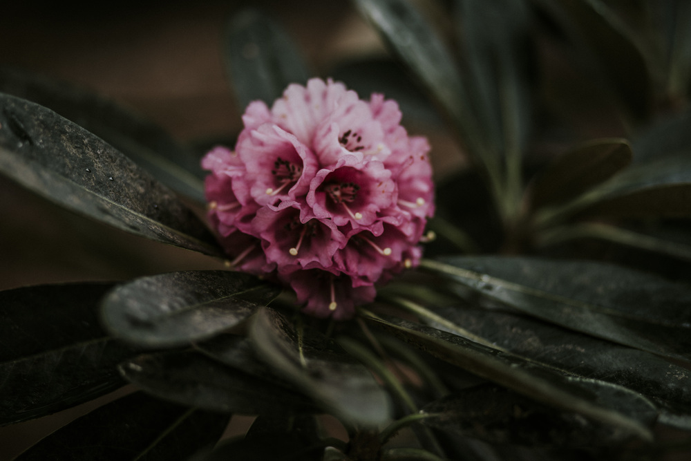 royal botanic garden edinburgh wedding photographer