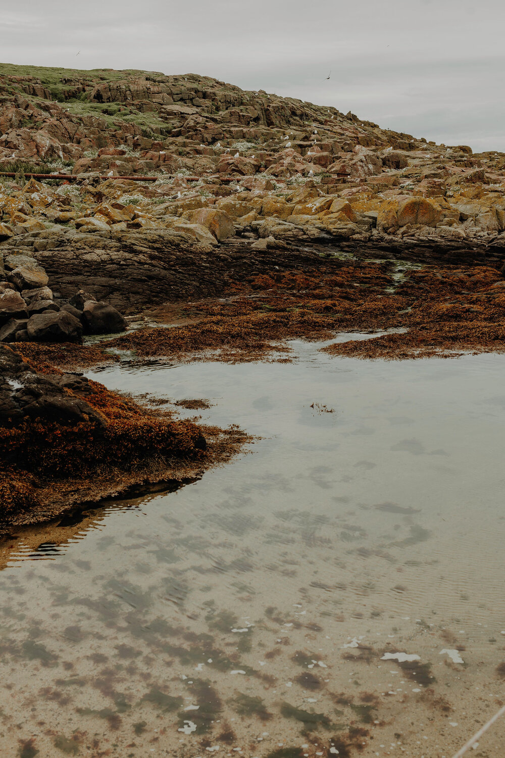  May Princess photo blog couple puffins Isle of May 