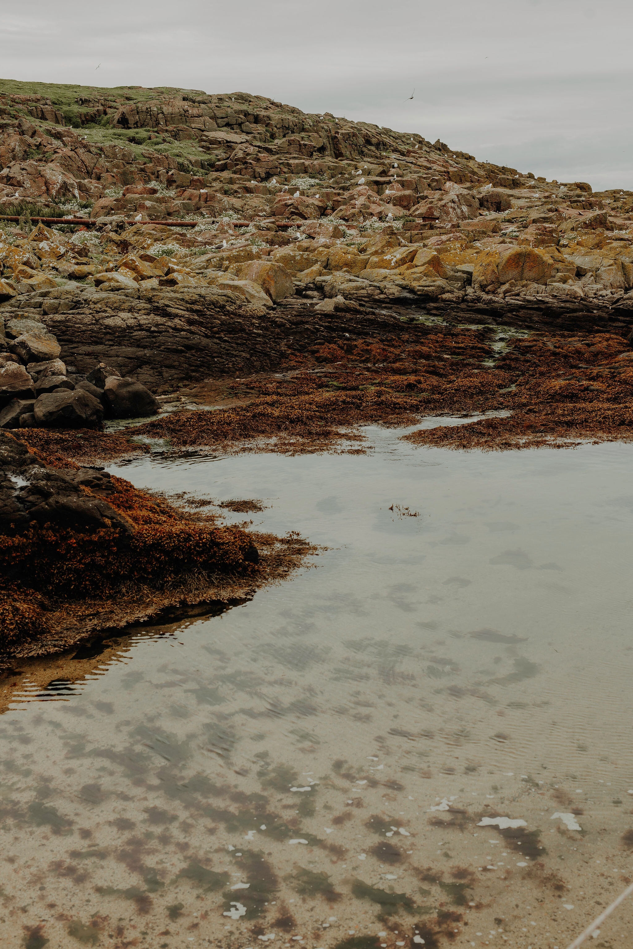 May Princess photo blog couple puffins Isle of May