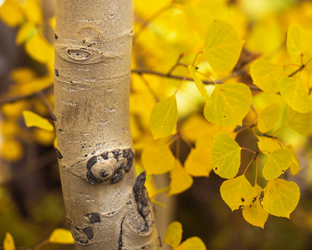 Golden Aspen