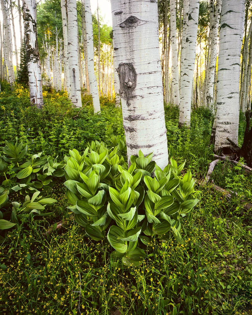 Aspen and Corn Lily