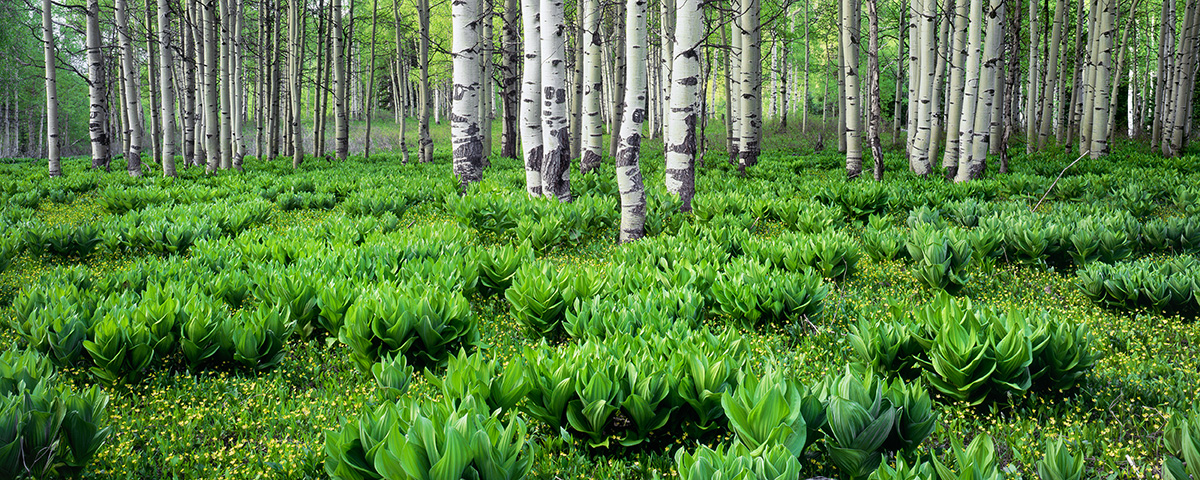 Aspen Grove and Meadow