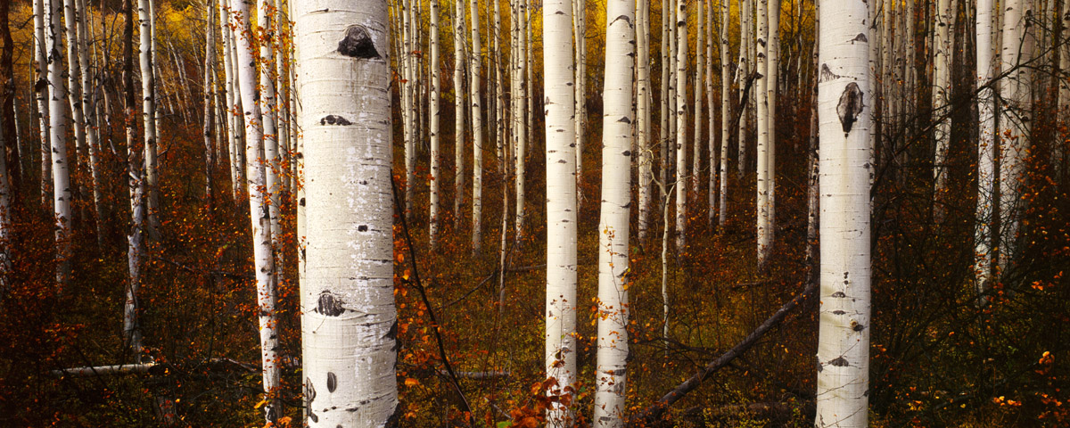 Kebler Aspen