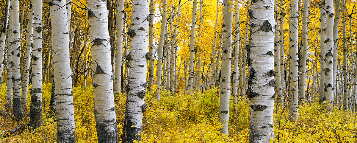 Aspen
