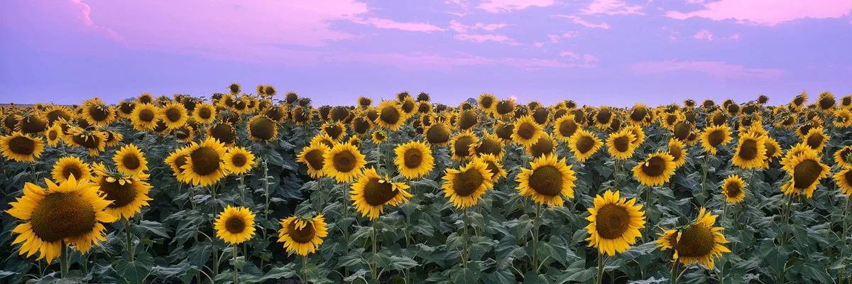 Sunflowers and Wildfire Sunset