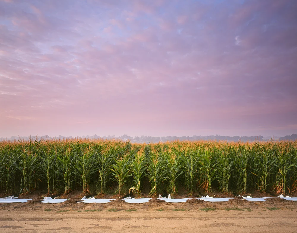 Cornfield Sunrise