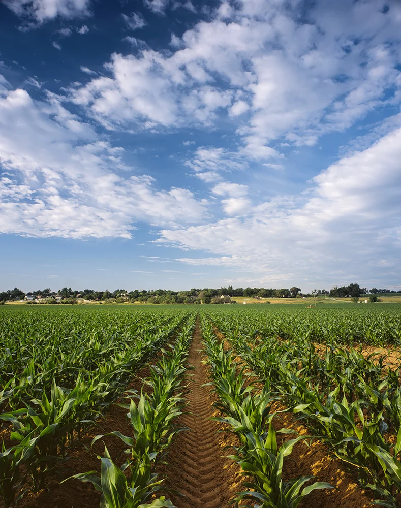 Summer Field