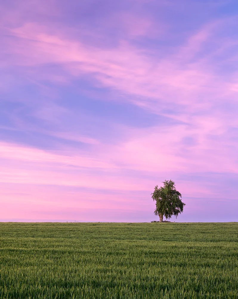 Wheat and Tree