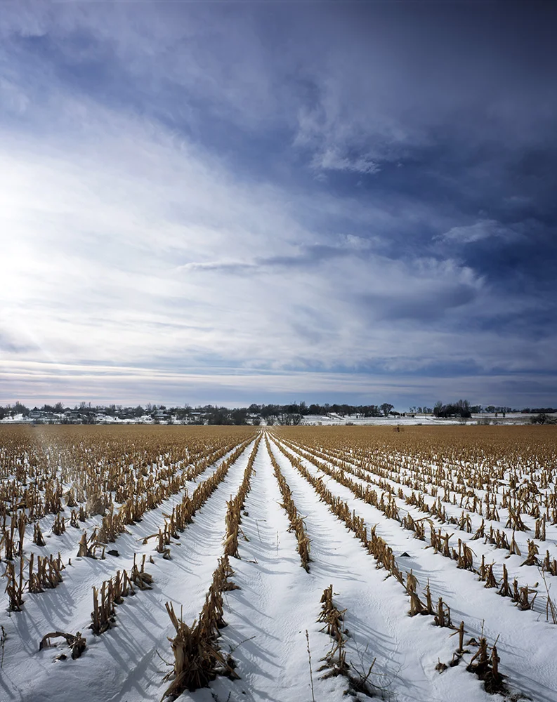 Winter Field