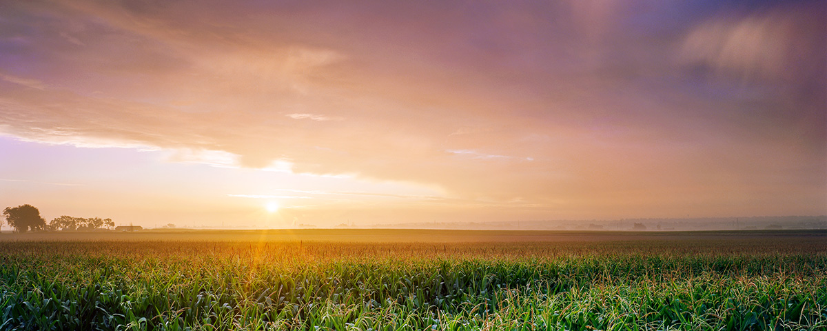 Sunrise over the Cornfield