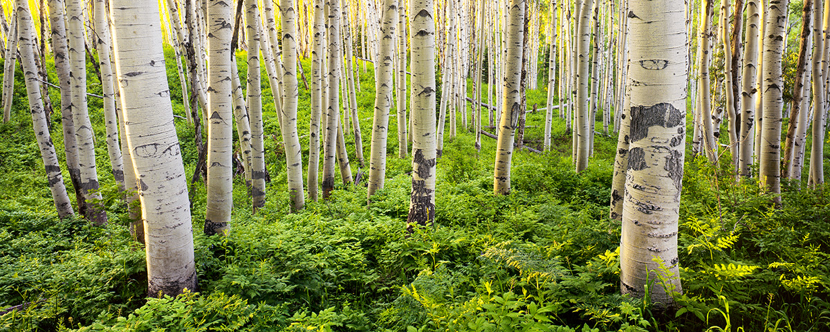 Summer Aspen
