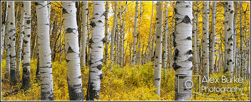 Near Kebler Pass, Colorado - October 2014
Ektar 100 4x5, 135mm Fuji Lens
1 second at f32, no filters