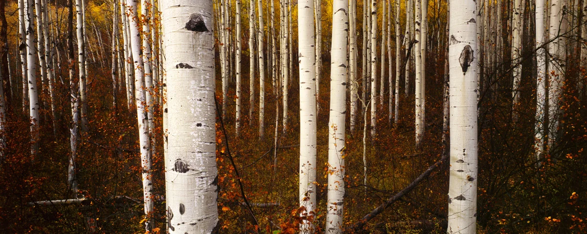 "Kebler Aspen" - Velvia 100 example