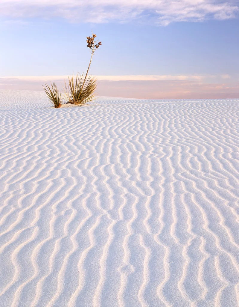 "Soaptree Yucca" - Provia 100f example. 1 second at f45, polarizer and warming filter.