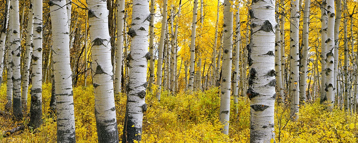 I spend much of my fall trips just sitting deep in the aspen forests and reflecting on the year. Colorado has a long winter and I find the emotional connection with autumn to be quite strong.