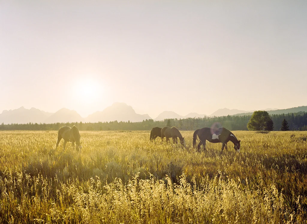 Teton Range Horses