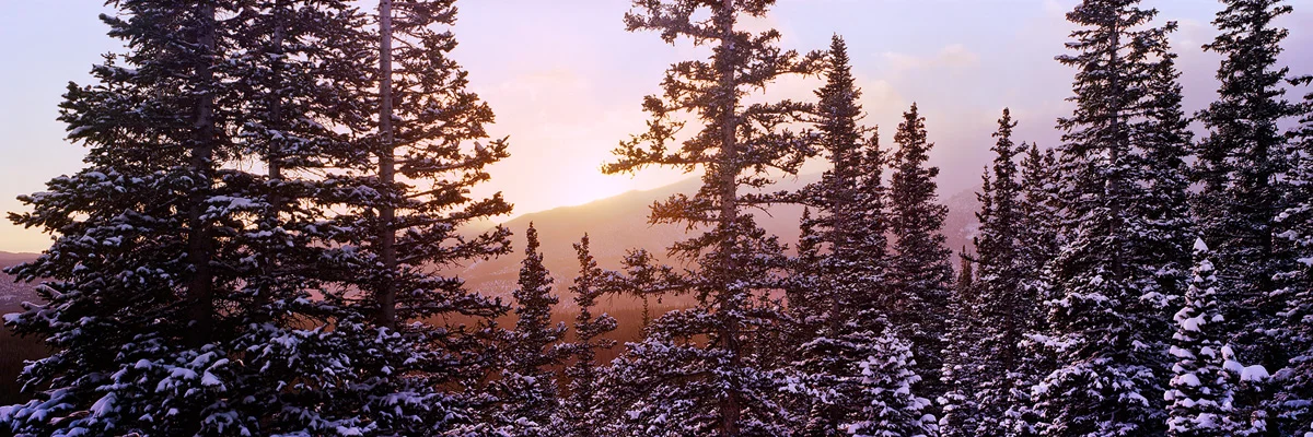 "Winter Pine Forest Glow" - Prints available.