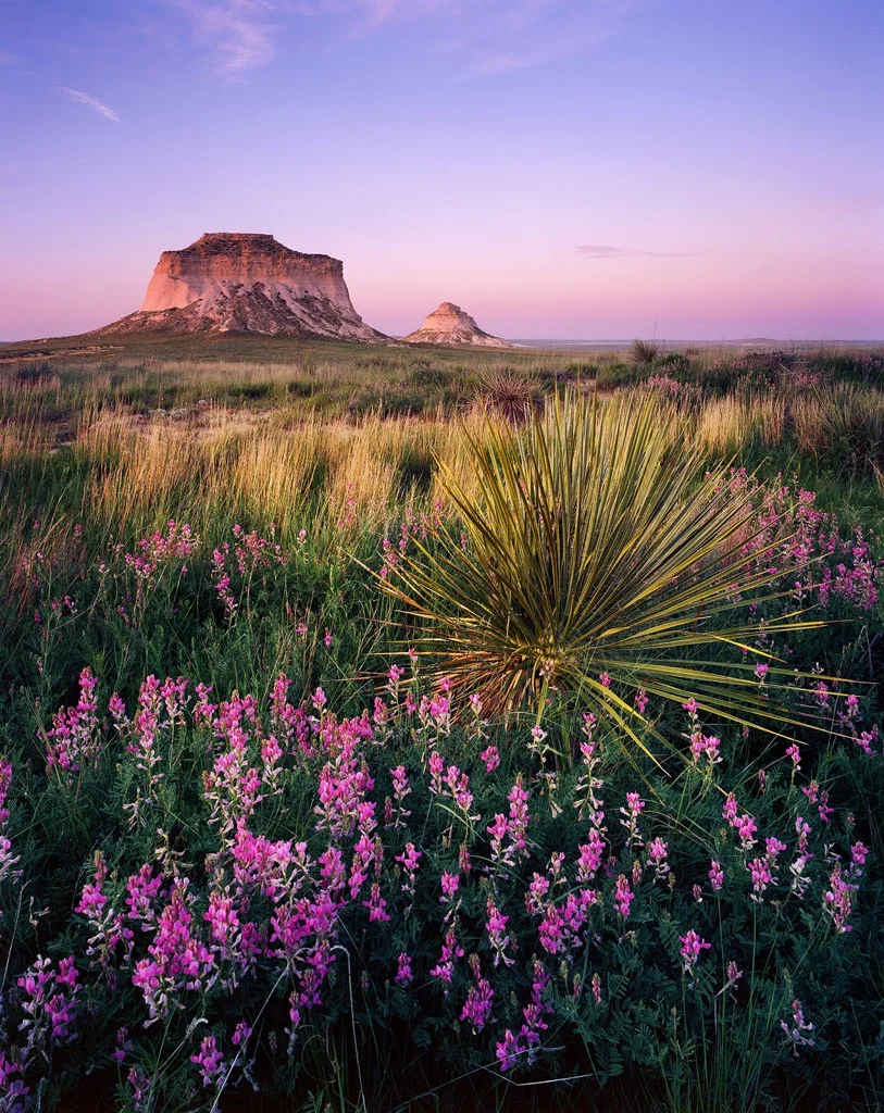 Purple Wildflowers and Yucca in front of the Pawnee Buttes at sunset. Pawnee National Grasslands, Colorado - June 2015