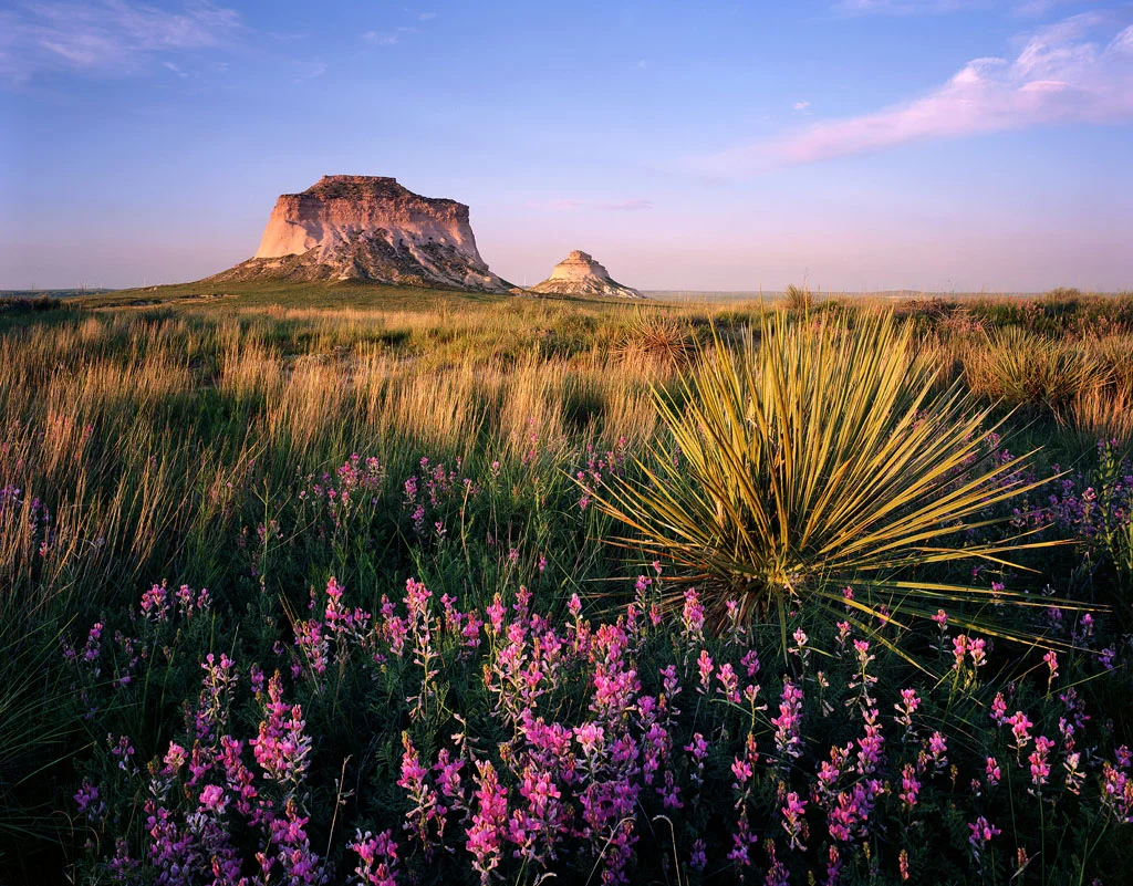 “Pawnee Buttes Wildflowers” – My favorite place on the Colorado plains was carpeted in purple flowers that I had never seen in such numbers. Every year the plains take on a different character which is why I go out here as often as possible. Prints available.