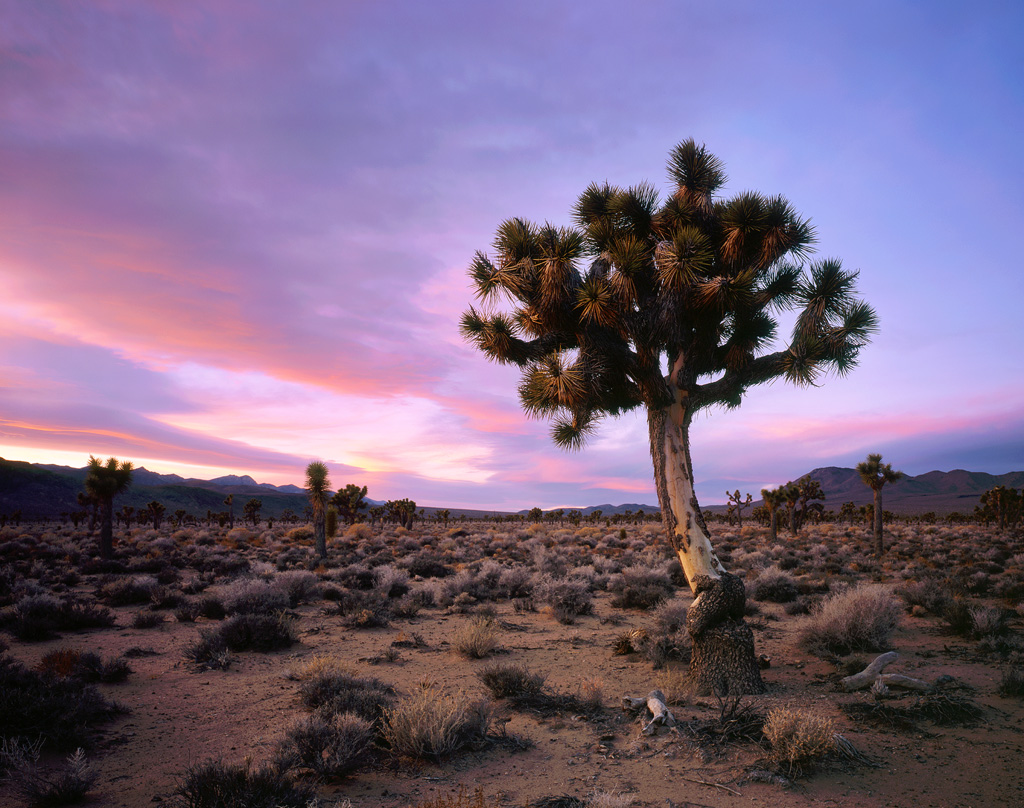 “Joshua Tree Sunset” – Prints available.
