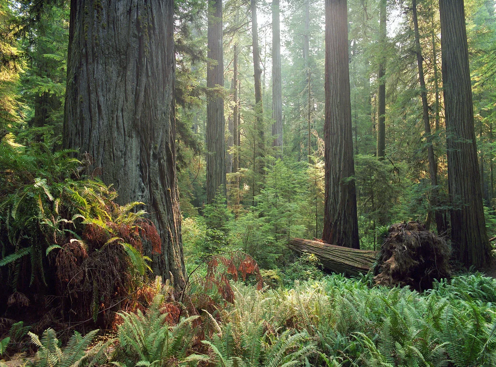 “Redwoods II” – Morning light spill through the towering redwood forest. Prints available.